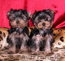2 йоркширских щенков для продажи,.,............. - Изображение #1, Объявление #68431