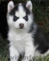 хорошая Сибирский хаски щенки для свободного принятия - Изображение #3, Объявление #886851