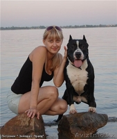 Детишки ам.стафф терьера от чемпионов - Изображение #5, Объявление #939027