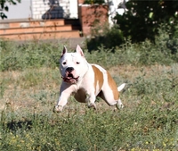 Детишки ам.стафф терьера от чемпионов - Изображение #4, Объявление #939027