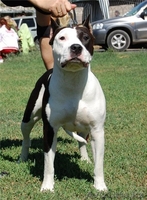 Детишки ам.стафф терьера от чемпионов - Изображение #2, Объявление #939027