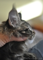 Мейн-куны черные, серебрянные, дымные, мрамора и солиды. - Изображение #5, Объявление #1080759