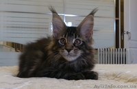 Мейн-куны черные, серебрянные, дымные, мрамора и солиды. - Изображение #4, Объявление #1080759