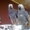 Африканские серые попугаи и попугаи ара для продажи, , , , ,  #950997