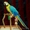 Африканские серые попугаи и попугаи ара для продажи,,,,, - Изображение #1, Объявление #950997