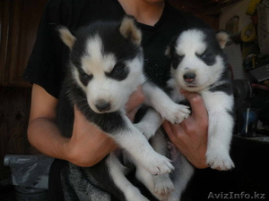 милые щенки в хорошие дома для принятия.