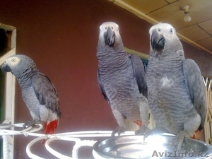 Африканские серые попугаи и попугаи ара для продажи,,,,, - Изображение #2, Объявление #950997
