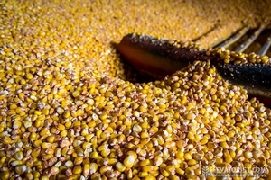 Продам Кукурузу в ЗЕРНЕ - Изображение #1, Объявление #1509337
