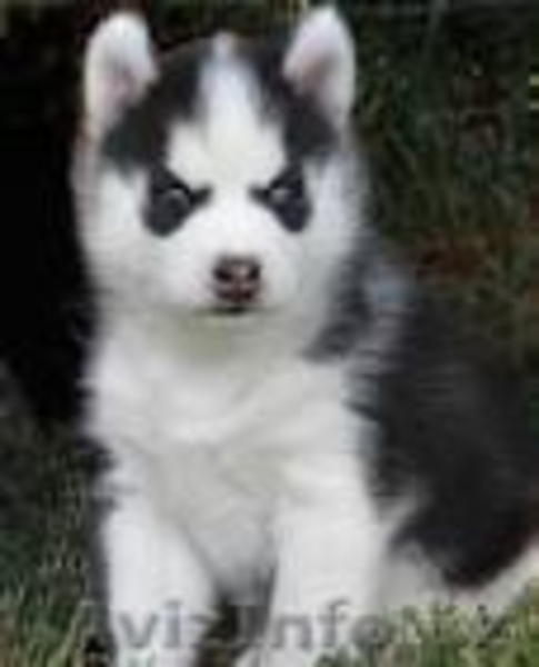 хорошая Сибирский хаски щенки для свободного принятия - Изображение #3, Объявление #886851