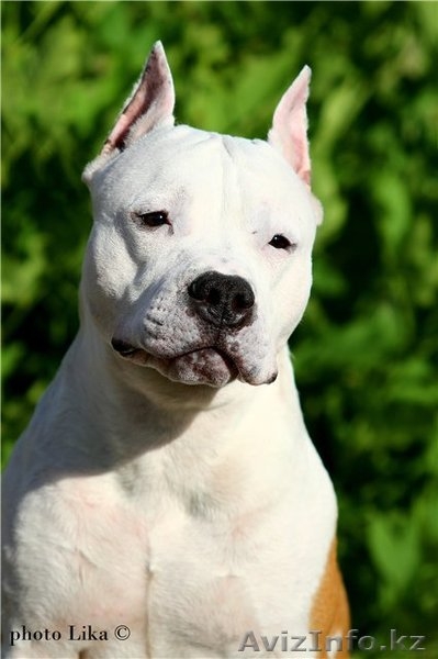 Детишки ам.стафф терьера от чемпионов - Изображение #1, Объявление #939027