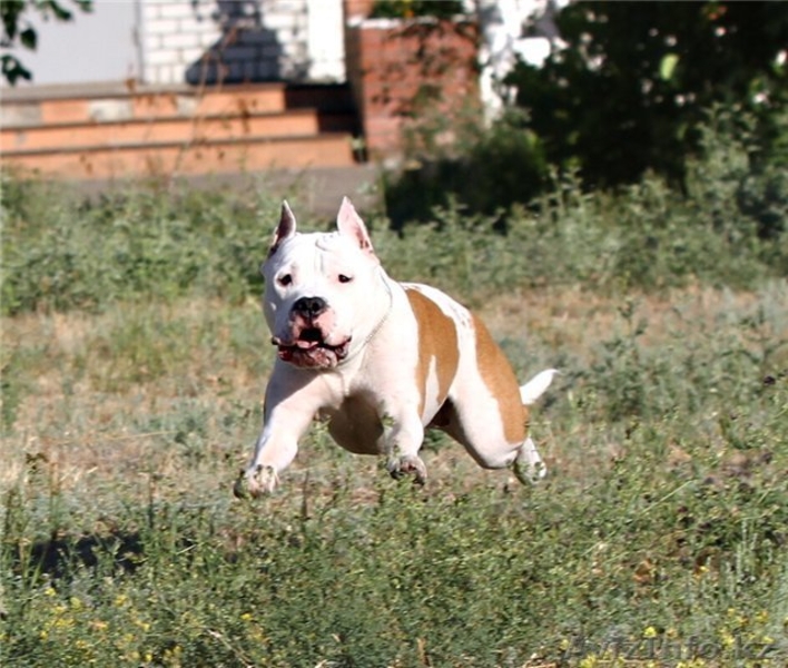 Детишки ам.стафф терьера от чемпионов - Изображение #4, Объявление #939027