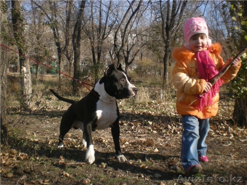 Детишки ам.стафф терьера от чемпионов - Изображение #3, Объявление #939027