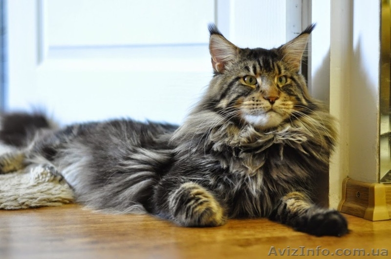 Мейн-куны черные, серебрянные, дымные, мрамора и солиды. - Изображение #2, Объявление #1080759