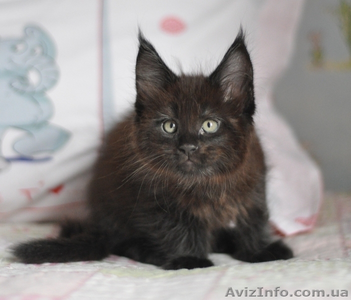 Мейн-куны черные, серебрянные, дымные, мрамора и солиды. - Изображение #3, Объявление #1080759