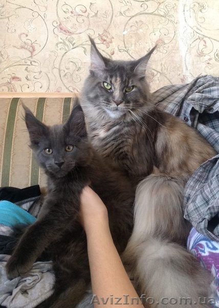 Мейн-куны черные, серебрянные, дымные, мрамора и солиды. - Изображение #7, Объявление #1080759