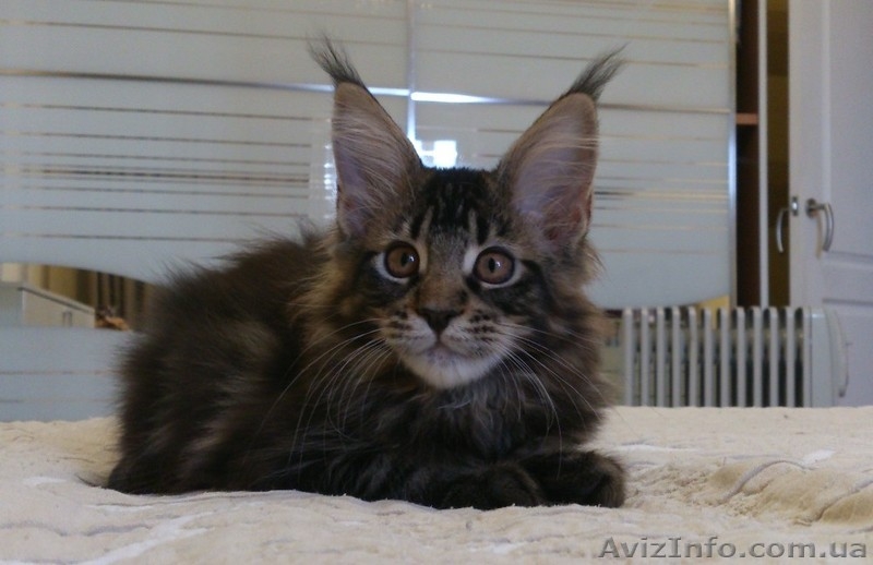 Мейн-куны черные, серебрянные, дымные, мрамора и солиды. - Изображение #4, Объявление #1080759